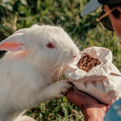 a person is feeding a white rabbit pellets from a bag