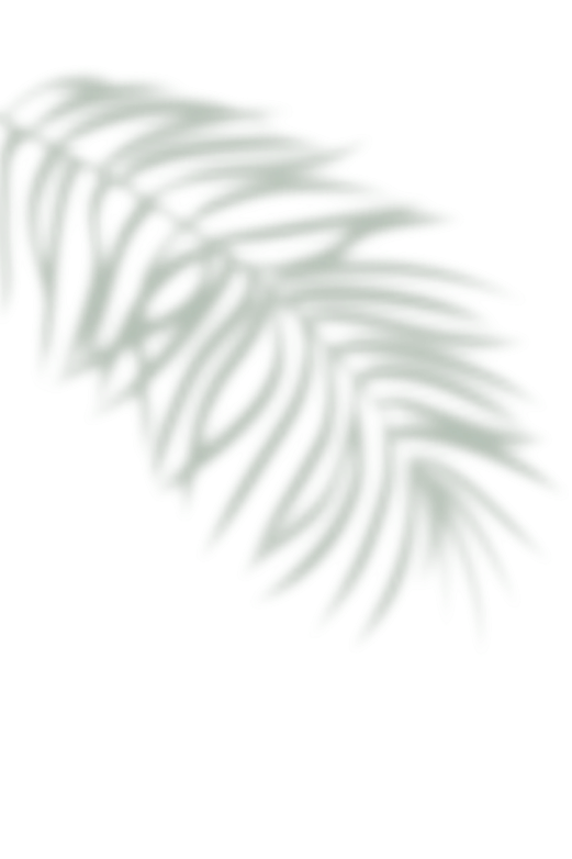 una sombra de una hoja de palma en una pared blanca .