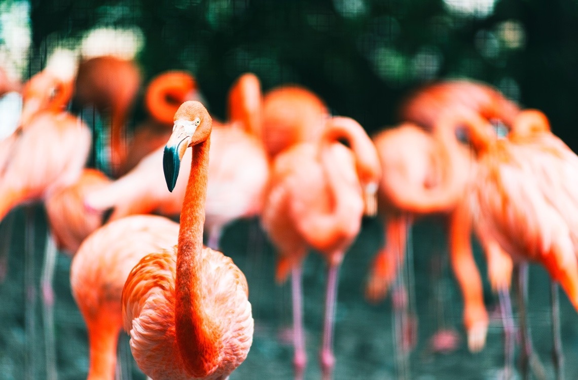 La imagen muestra un flamenco rosa en primer plano nítido, con otros flamencos de color similar y un fondo verde oscuro borrosos.