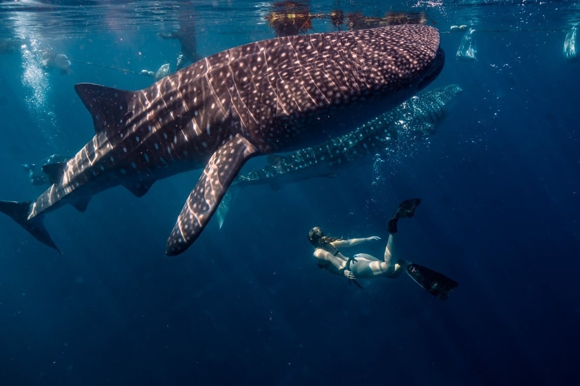 un hombre lleva un reloj mientras conduce un automóvil .