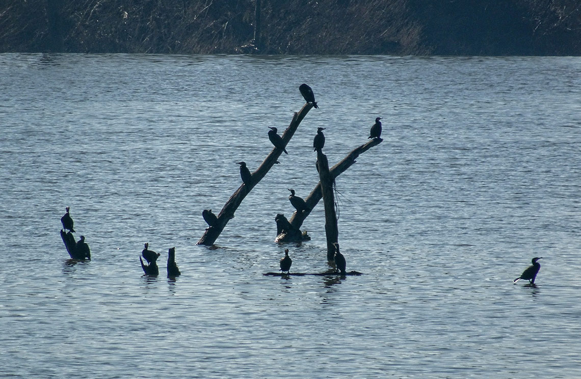 Horta da Bufenha