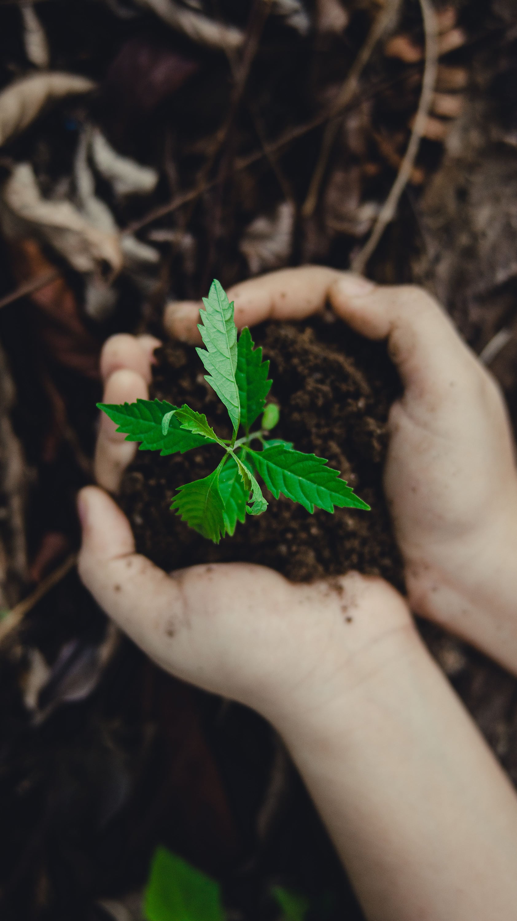 Mãos seguram broto de planta no solo, representandoHorta da Moura e sustentabilidade.