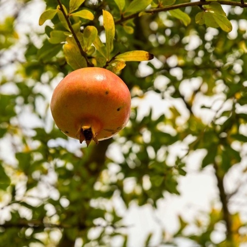 Uma romã madura pende de um galho de árvore, com folhas verdes desfocadas ao fundo.