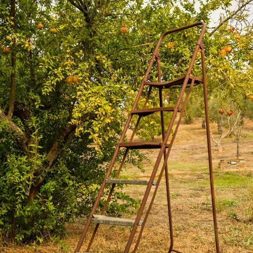 Uma escada de metal enferrujada está posicionada ao lado de uma romãzeira carregada de romãs maduras em um cenário campestre.
