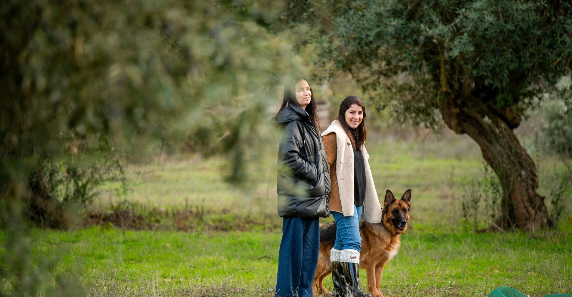 um cachorro e um gato brincando uns com os outros na grama