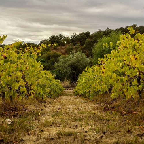 A paisagem de um vinhedo com videiras de folhas amarelo-esverdeadas e um caminho central se estende sob um céu nublado.