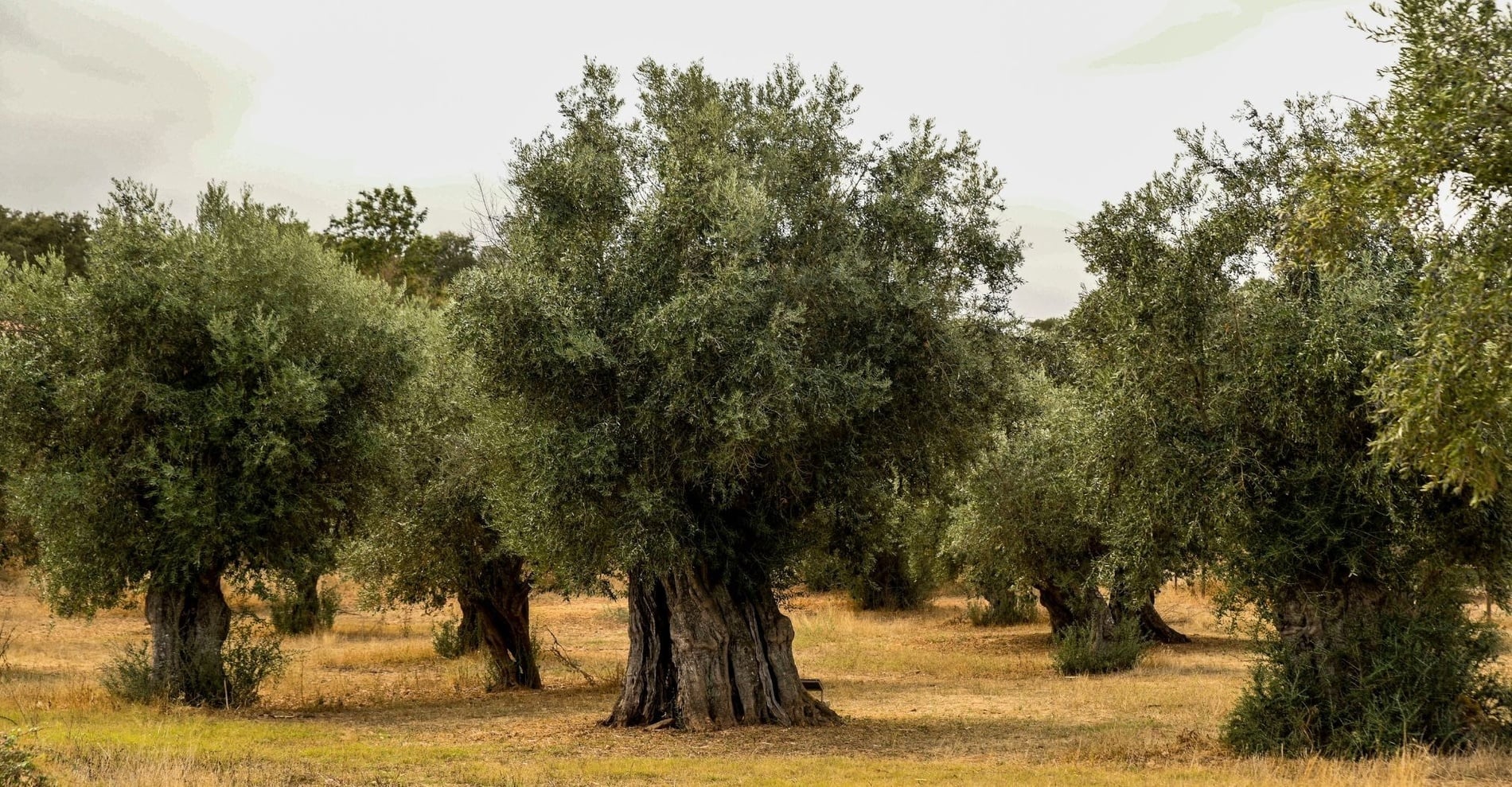 uma pequena cidade com muitos prédios brancos e telhados vermelhos