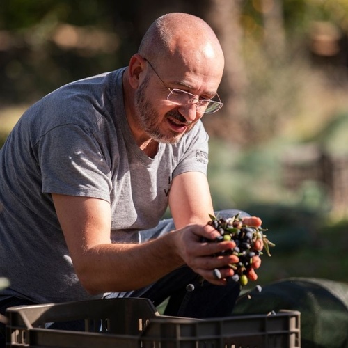 Um homem careca e barbudo, usando óculos, sorri enquanto segura e despeja azeitonas recém-colhidas em uma caixa.