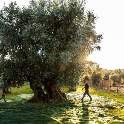 Em um olival ensolarado, dois trabalhadores preparam a colheita de azeitonas, estendendo redes sob uma grande oliveira.
