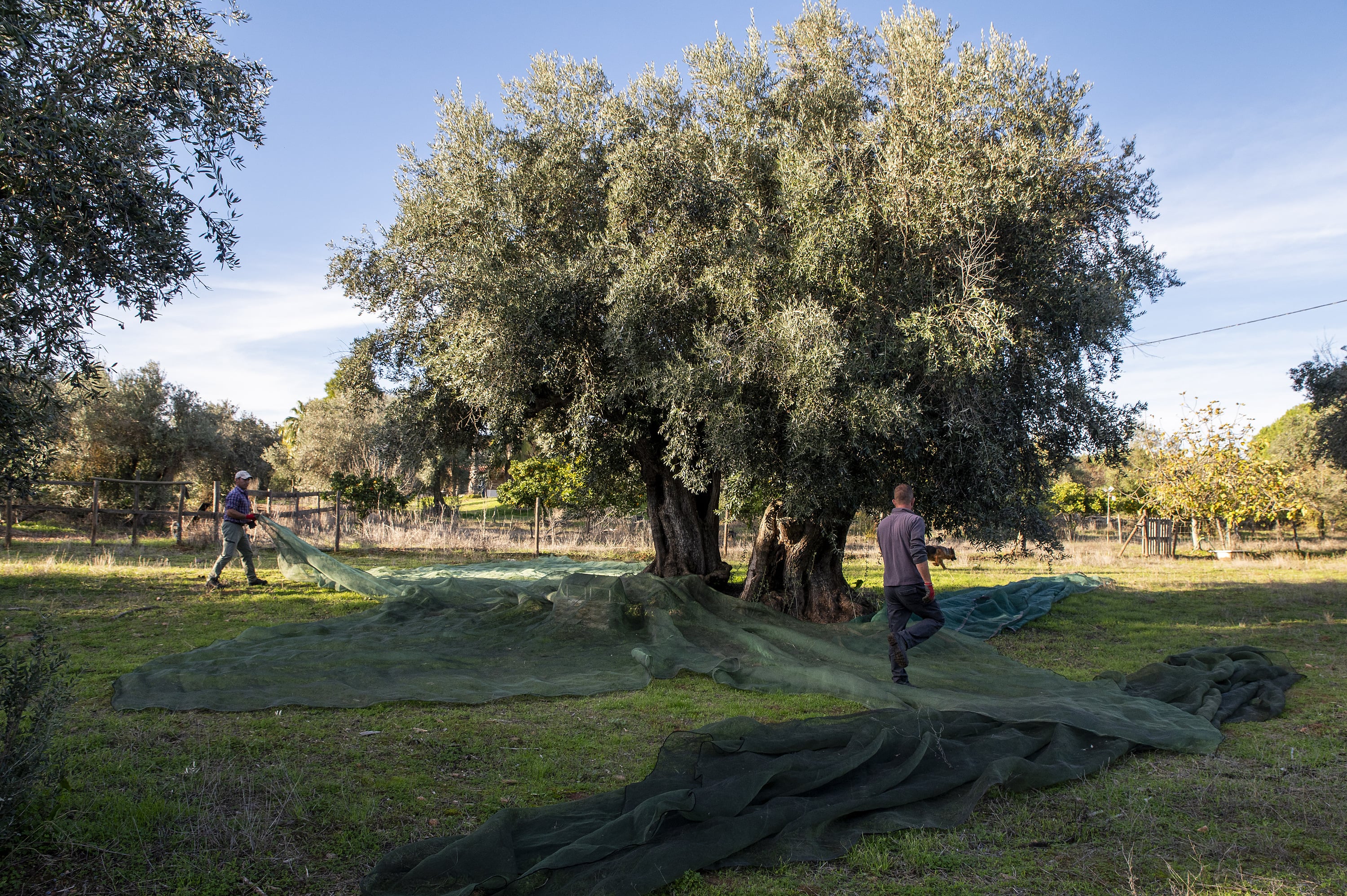 Homem colhendo azeitonas de Horta da Moura árvore com rede verde no campo sob céu azul.