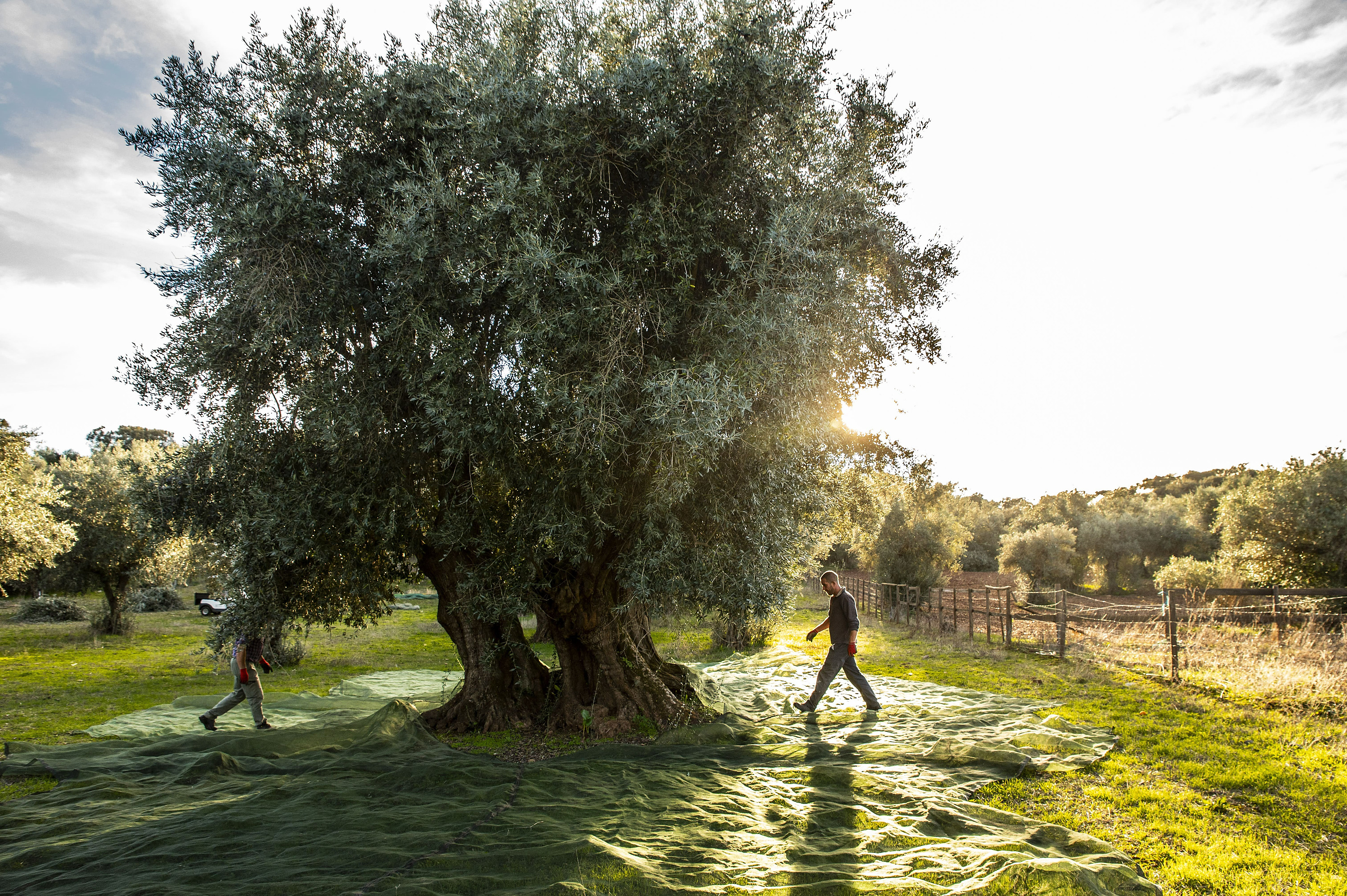 
              Retiros Corporativos no Alentejo: Descubra a Horta da Moura by WOT Signature