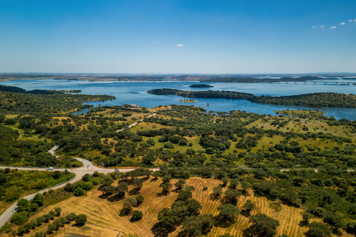 um cachorro e um gato brincando uns com os outros na grama