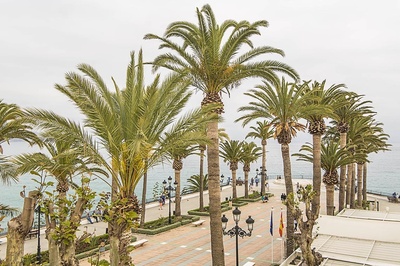 a row of palm trees along a walkway overlooking the ocean