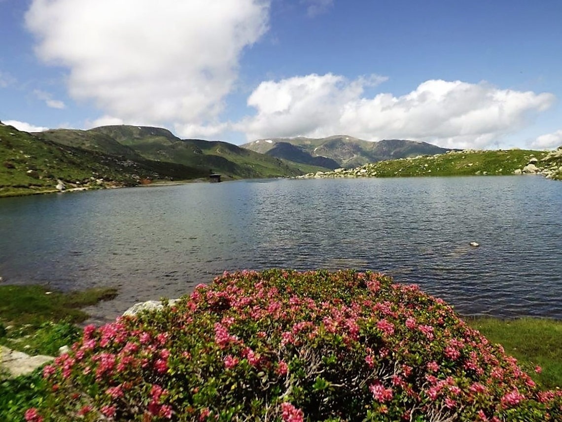 a lake with mountains in the background and pink flowers in the foreground