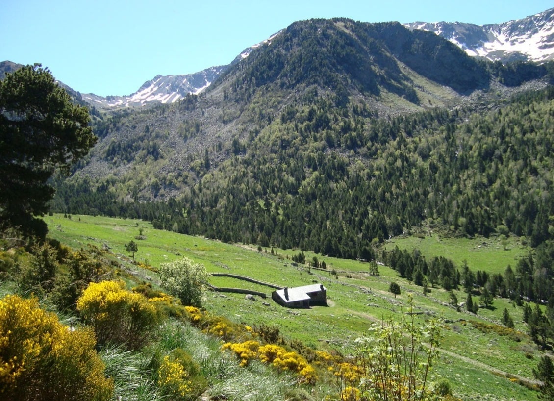 un pueblo en la ladera de una montaña rodeado de árboles y flores amarillas