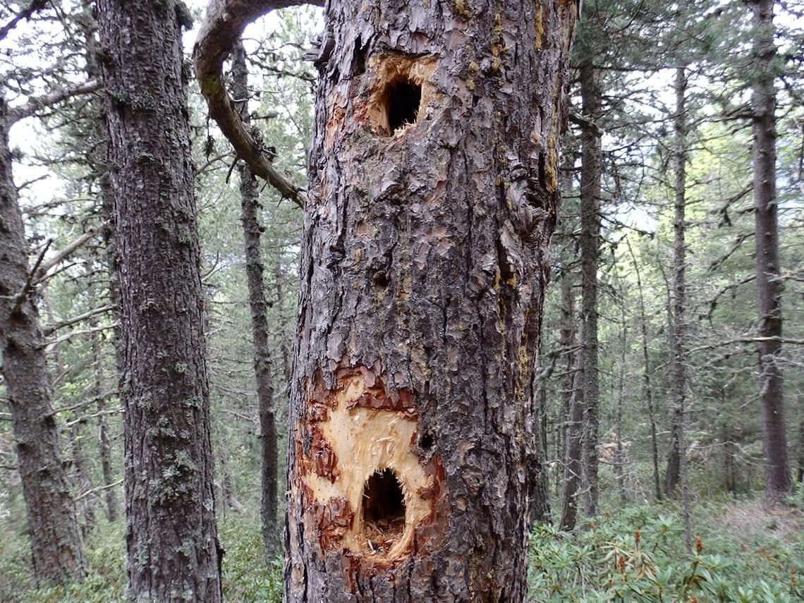 un tronco de árbol con dos agujeros en él