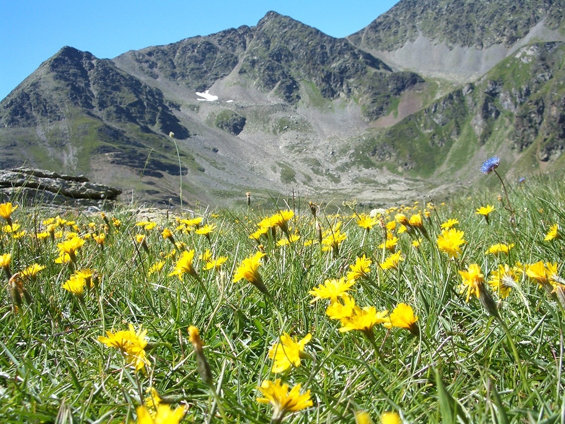 un campo de flores amarillas con una montaña en el fondo