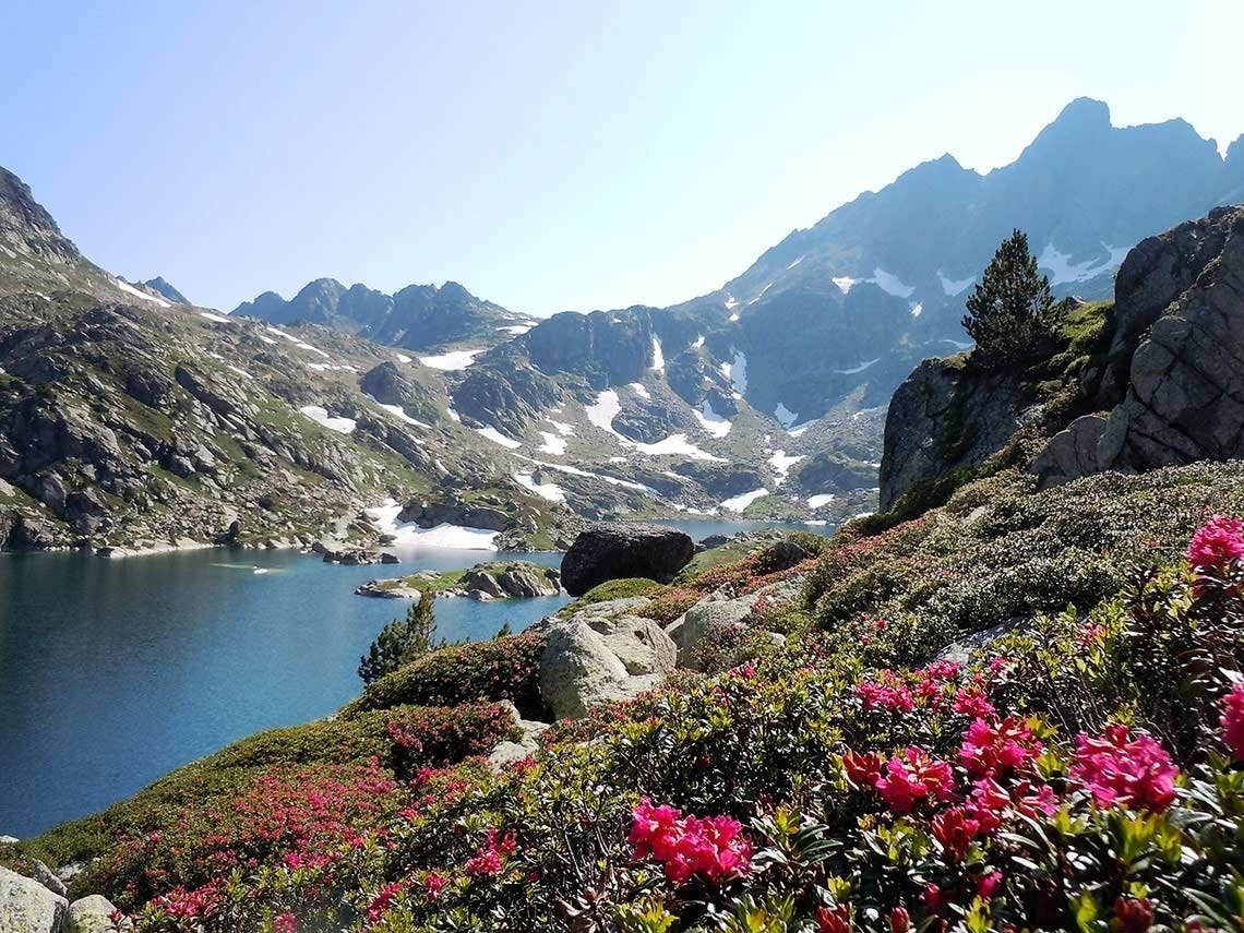 a lake with mountains in the background and flowers in the foreground