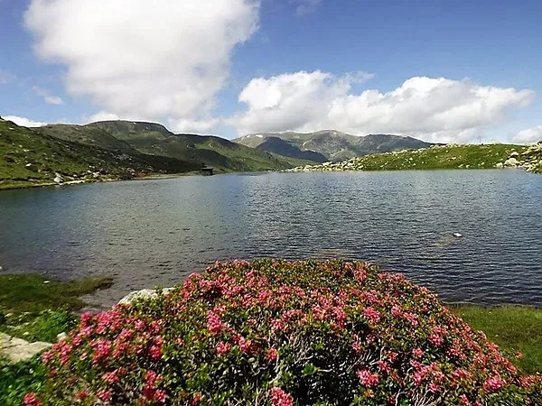 NEXTA: Corporativa - Lago alpino con flores rosas y montañas.