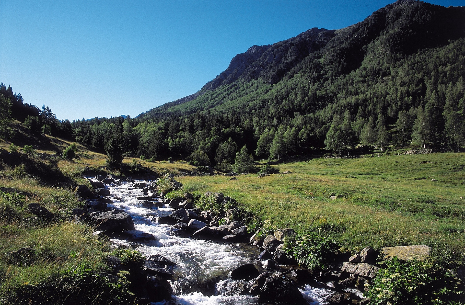 un riu flueix a través d' un bosc a la ladera d' una montagna