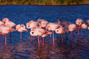 un grupo de flamencos rosados parados en el agua