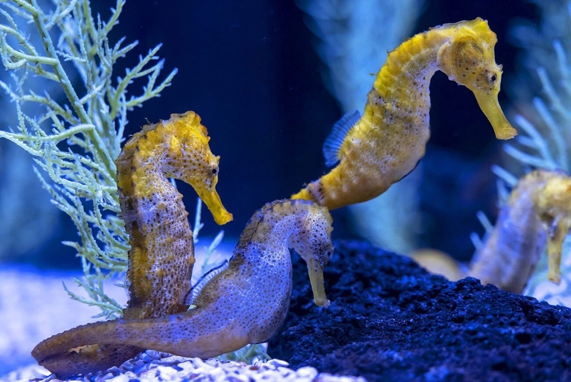 Hotel Botánico & The Oriental Spa Garden 5*GL