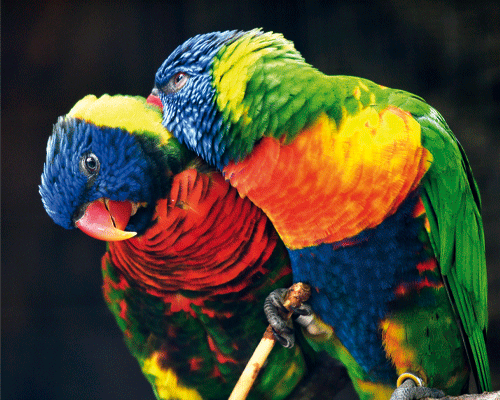 Zwei farbenprächtige Papageien mit leuchtend blauen, grünen, gelben und roten Federn sitzen eng beieinander.