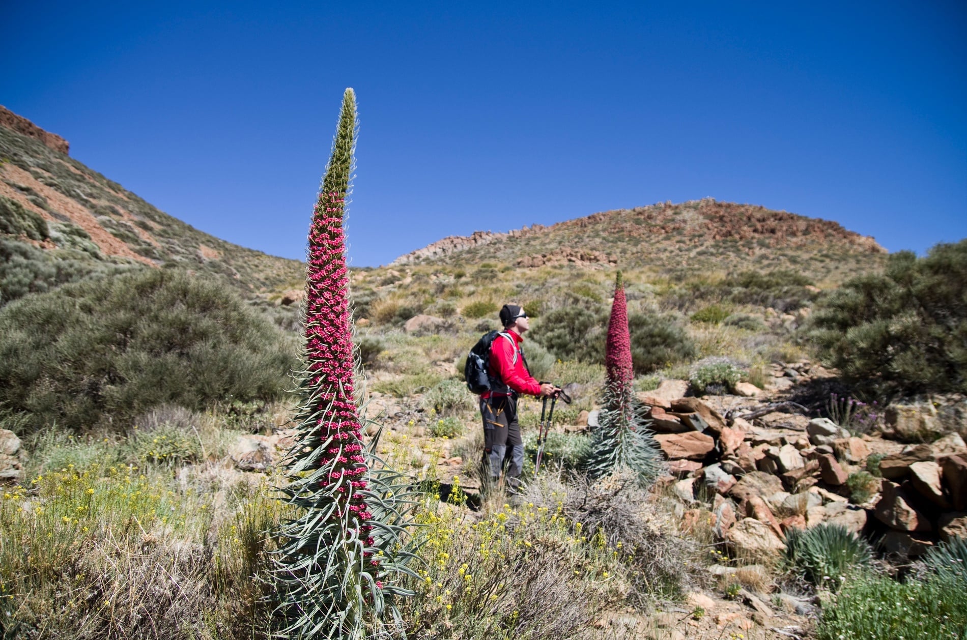 A hiker in a red jacket and backpack, holding trekking poles, stands amidst tall, vibrant red-flowered plants in a rocky, arid mountain environment under a bright blue sky.