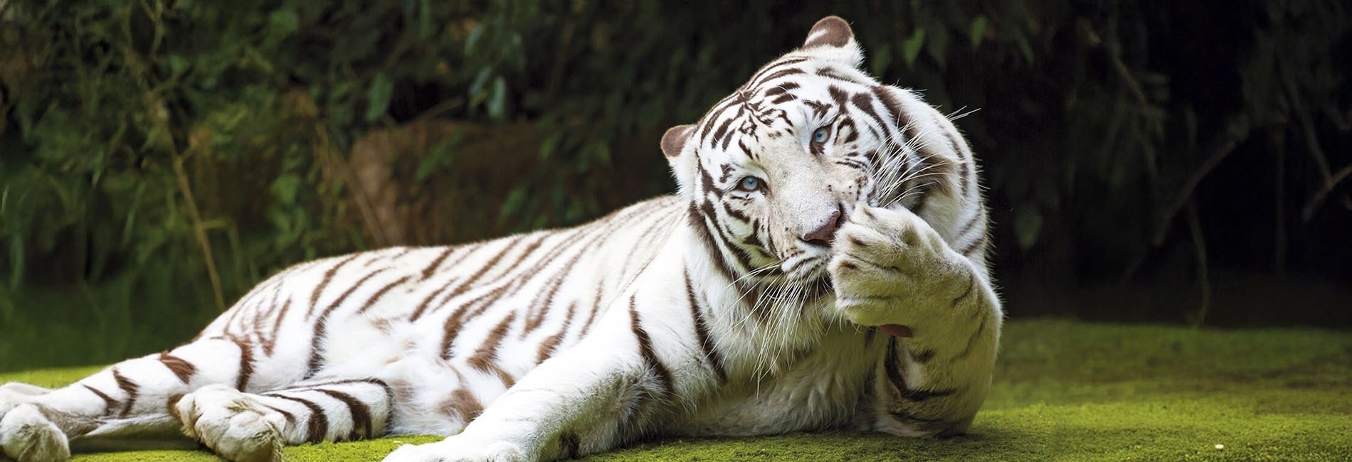 een strand met een boom en een schip op de achtergrond