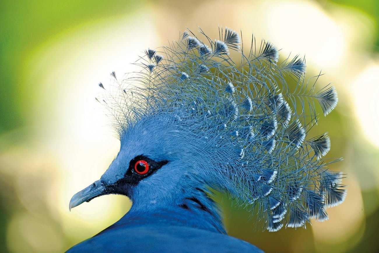 Hotel Botánico & The Oriental Spa Garden 5*GL