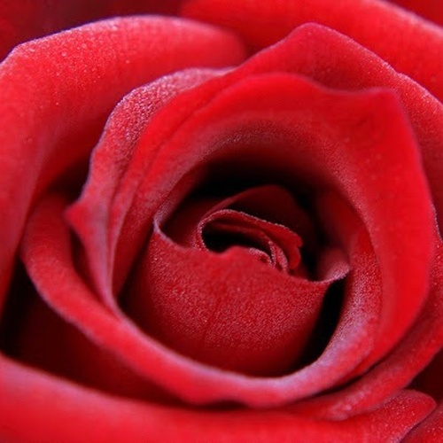 Nahaufnahme einer roten Rose mit Wassertropfen auf den Blütenblättern