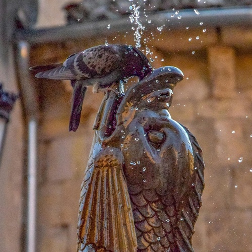 eine Taube sitzt auf einer Statue und trinkt Wasser aus einem Brunnen