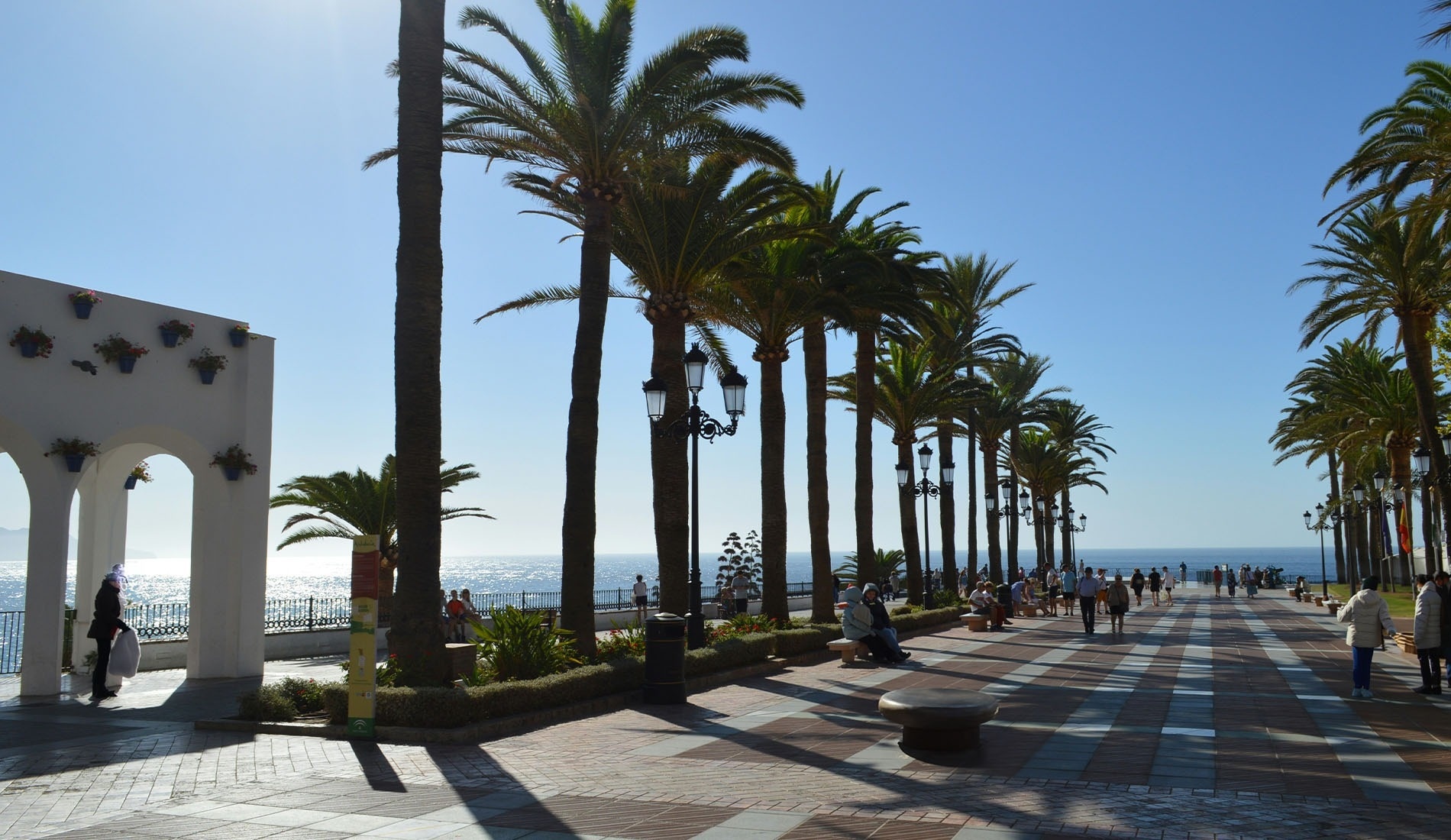 a row of palm trees along a brick walkway