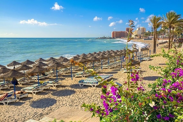 una playa llena de sillas y sombrillas con flores moradas en primer plano
