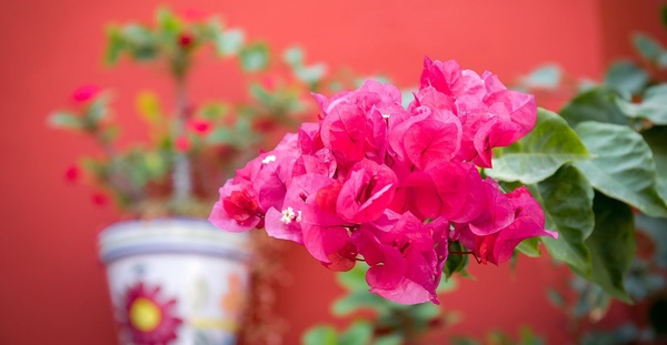 un primer plano de una flor rosa frente a una pared roja