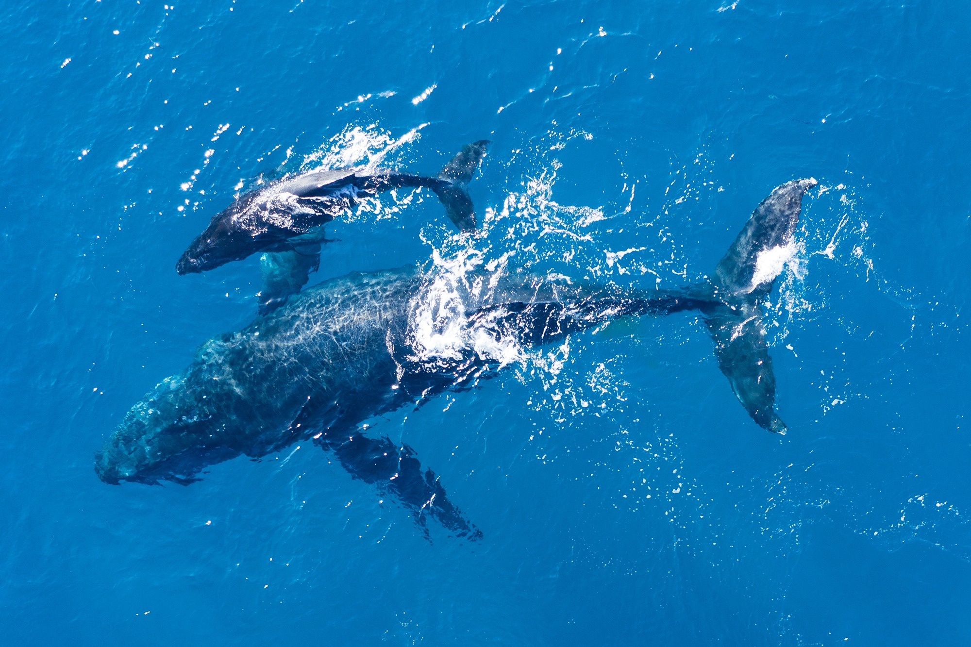 
                                    una balena nuota nell'oceano con un altro delfino sullo sfondo