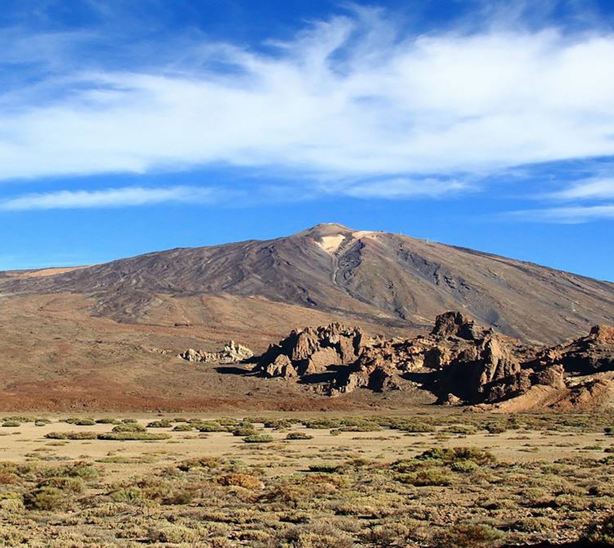 un primer plano de flores amarillas en un árbol