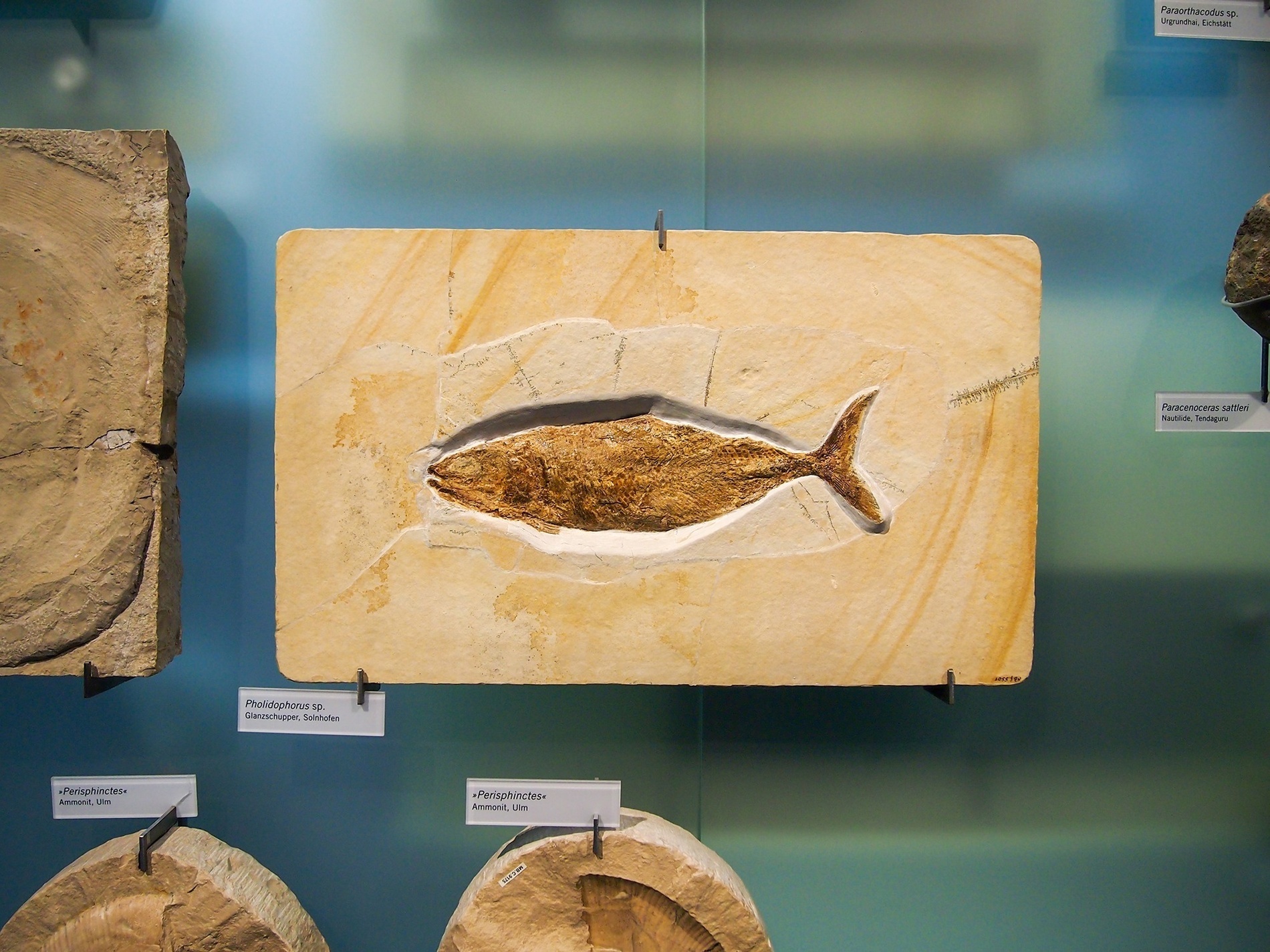 un fossile di un pesce è in mostra in un museo