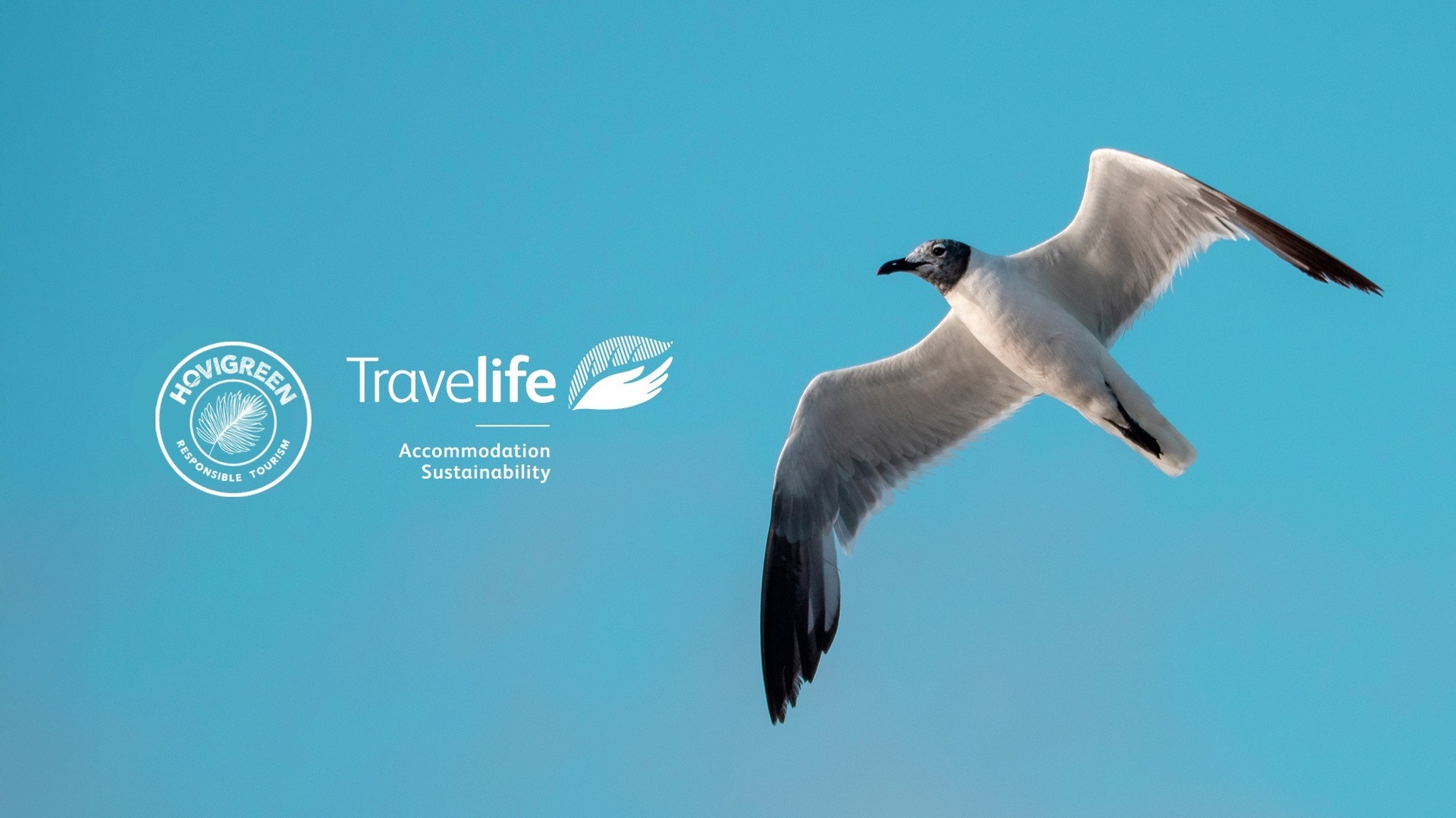 due delfini nuotano insieme nell'oceano