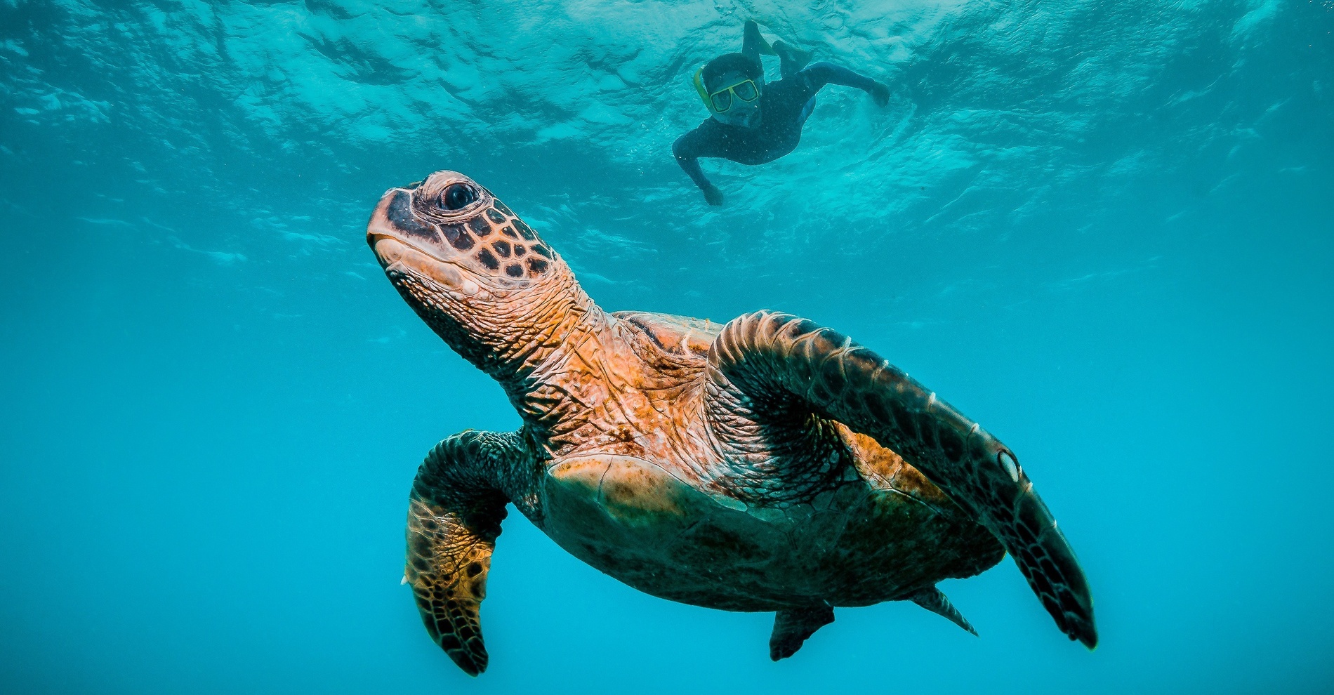 due delfini nuotano insieme nell'oceano