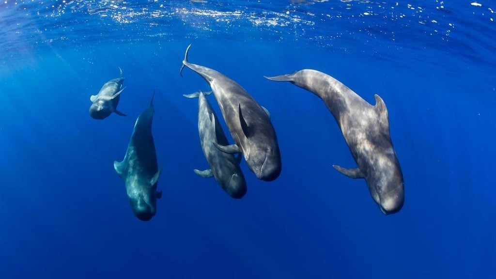un grupo de ballenas nadan juntas en el océano