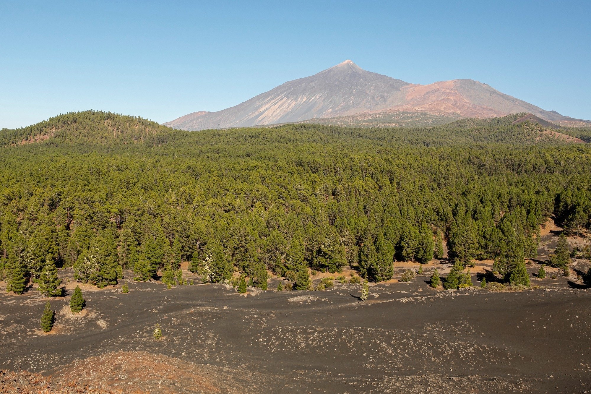 un bosque con un volcán en el fondo