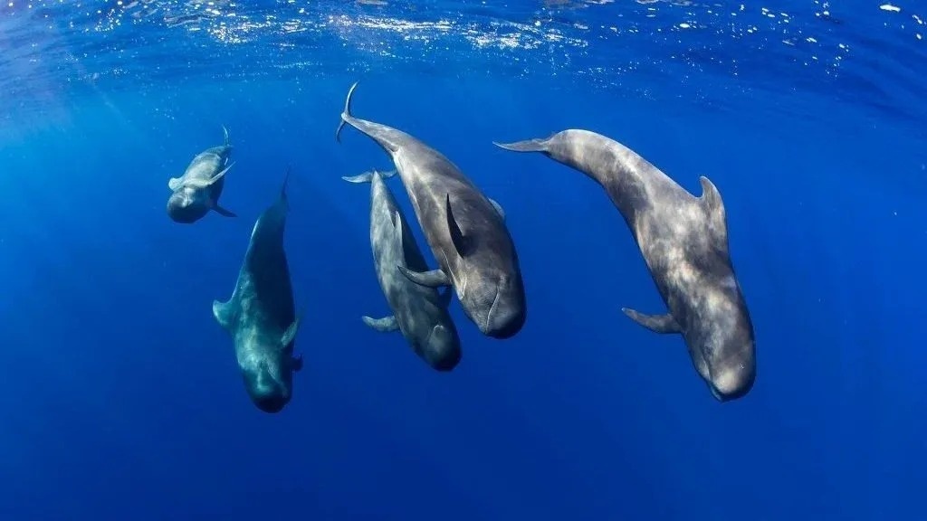 
                                    группа дельфинов плавает рядом друг с другом в океане .