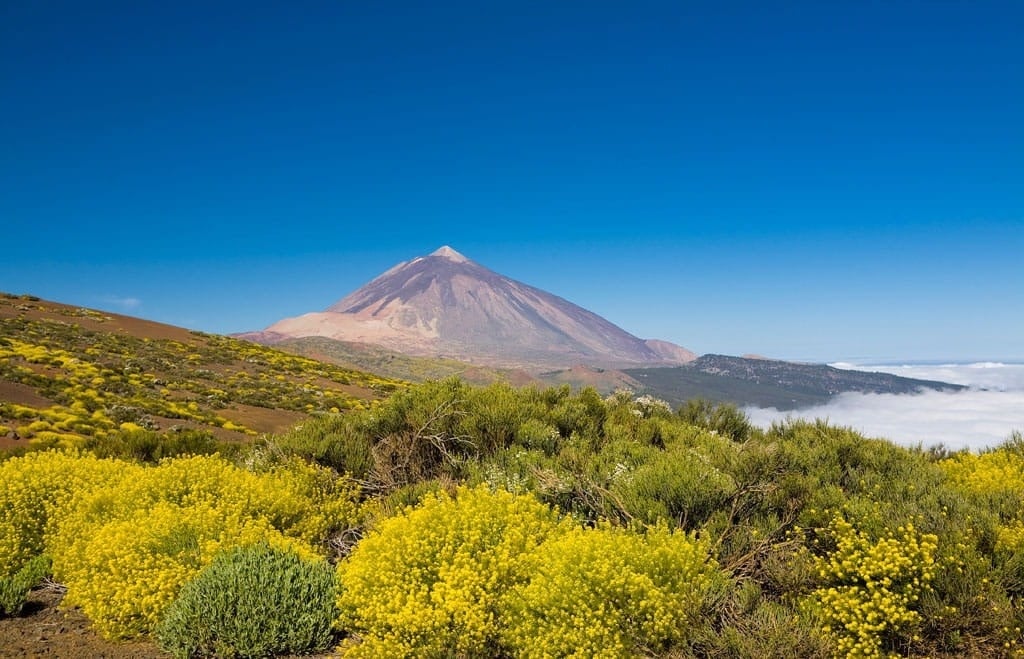 un champ de fleurs jaunes avec une montagne rouge en arrière-plan