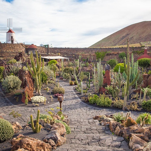 Impressiver Kaktusgarten mit Windmühle auf Lanzarote. Entdecken Sie die Umgebung von Zocos Lanzarote.
