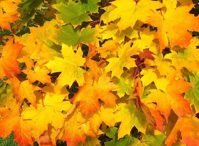 un tas de feuilles d' érable jaunes et orange