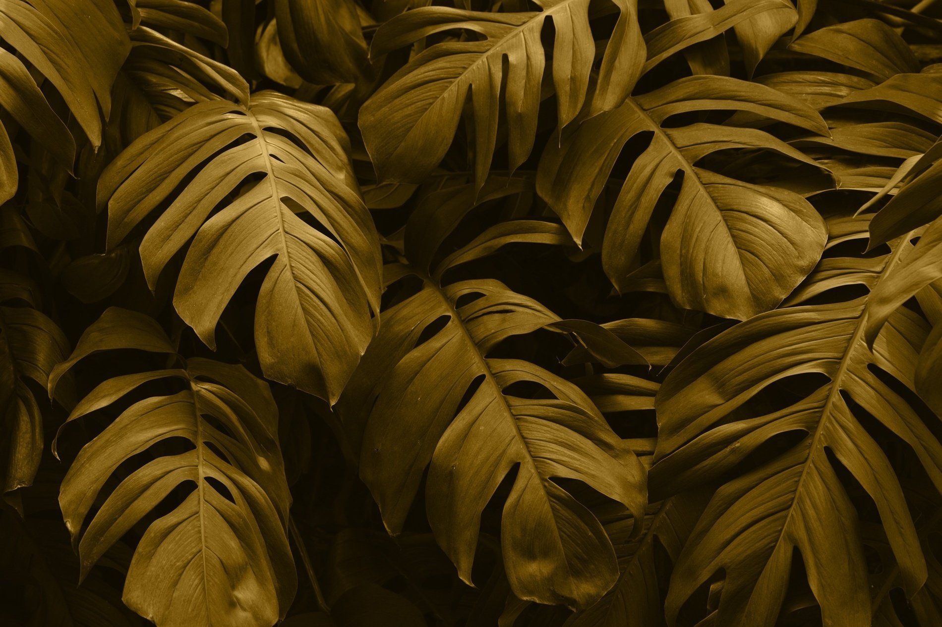 un primer plano de una planta con hojas doradas