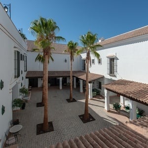 a courtyard with palm trees and a white building