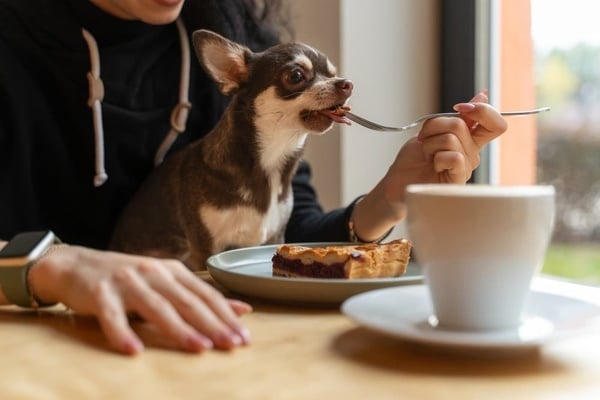 a woman is feeding her dog a piece of cake with a fork