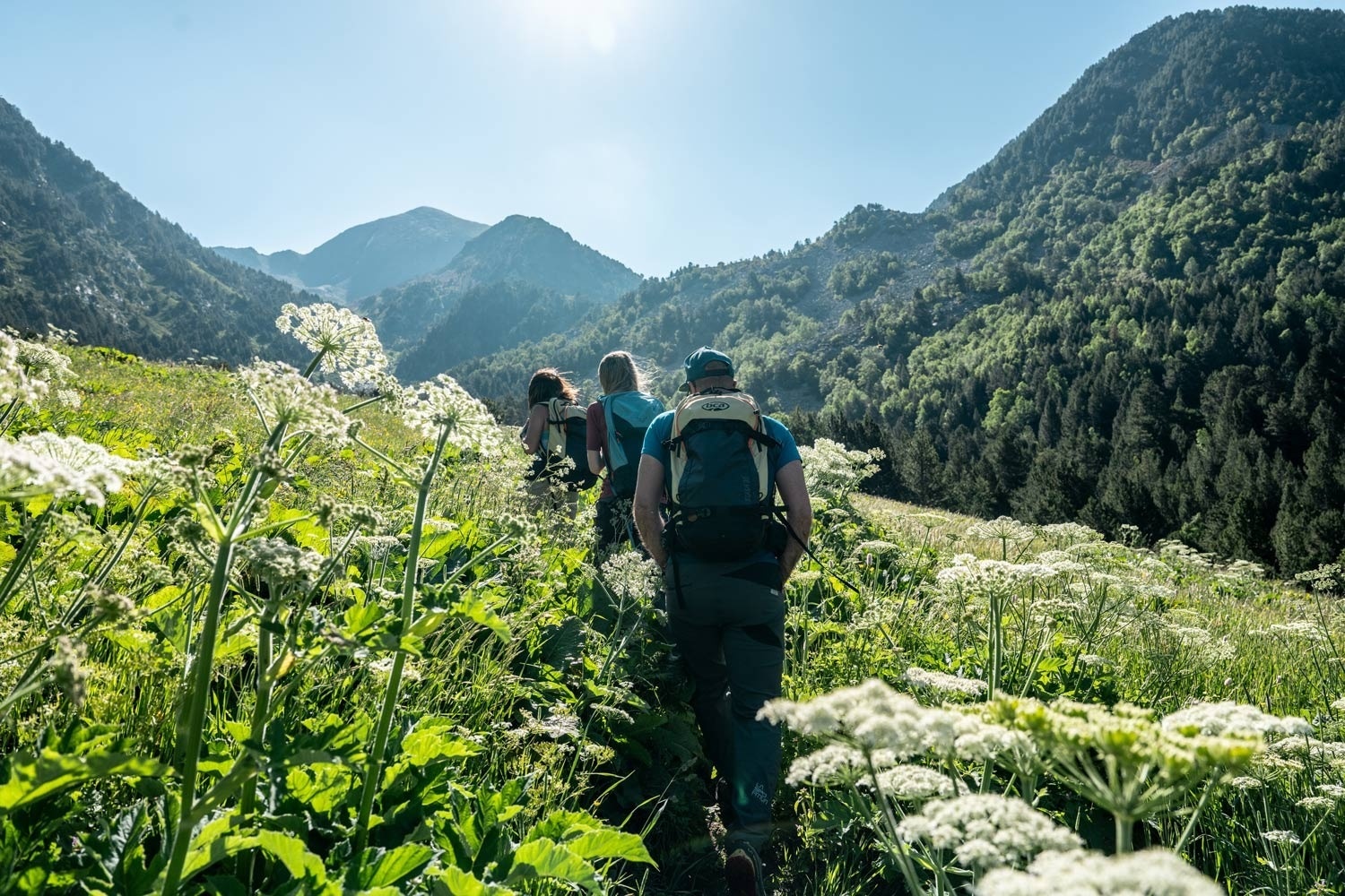 Three hikers with backpacks walk along a path through a field of tall white wildflowers with mountains and a forest in the background under a bright sky.